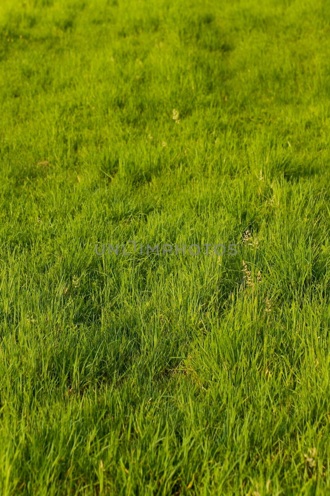 Green Meadow Background