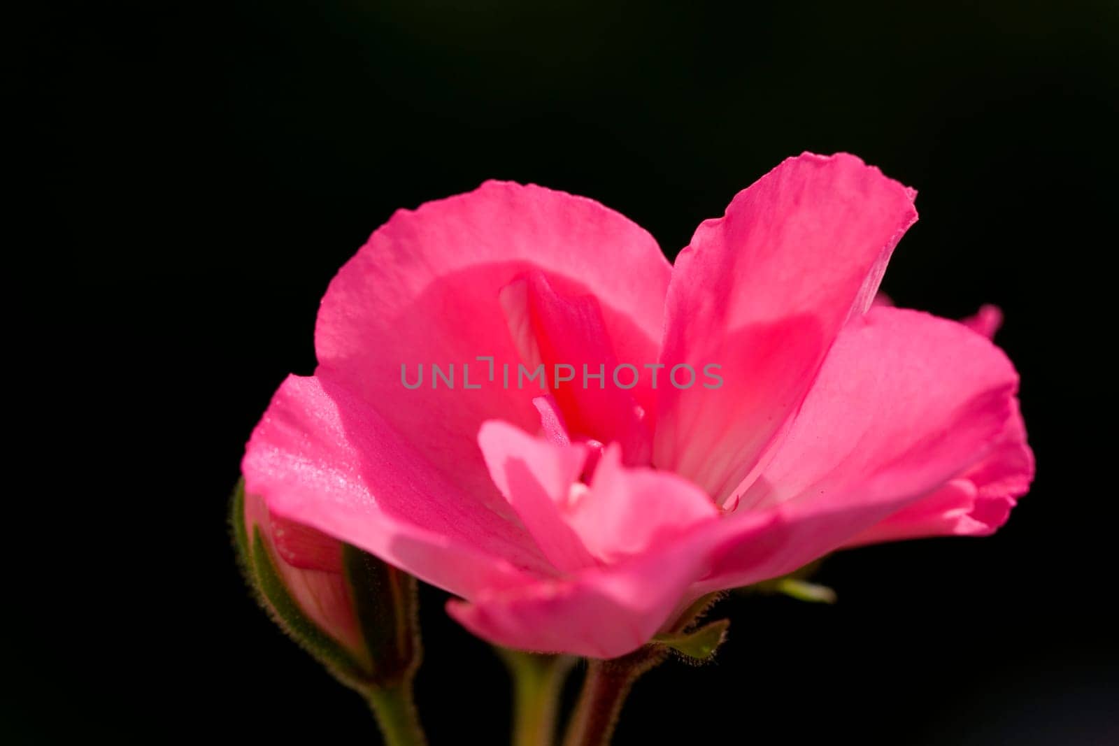 Pink Hydrangea on Black