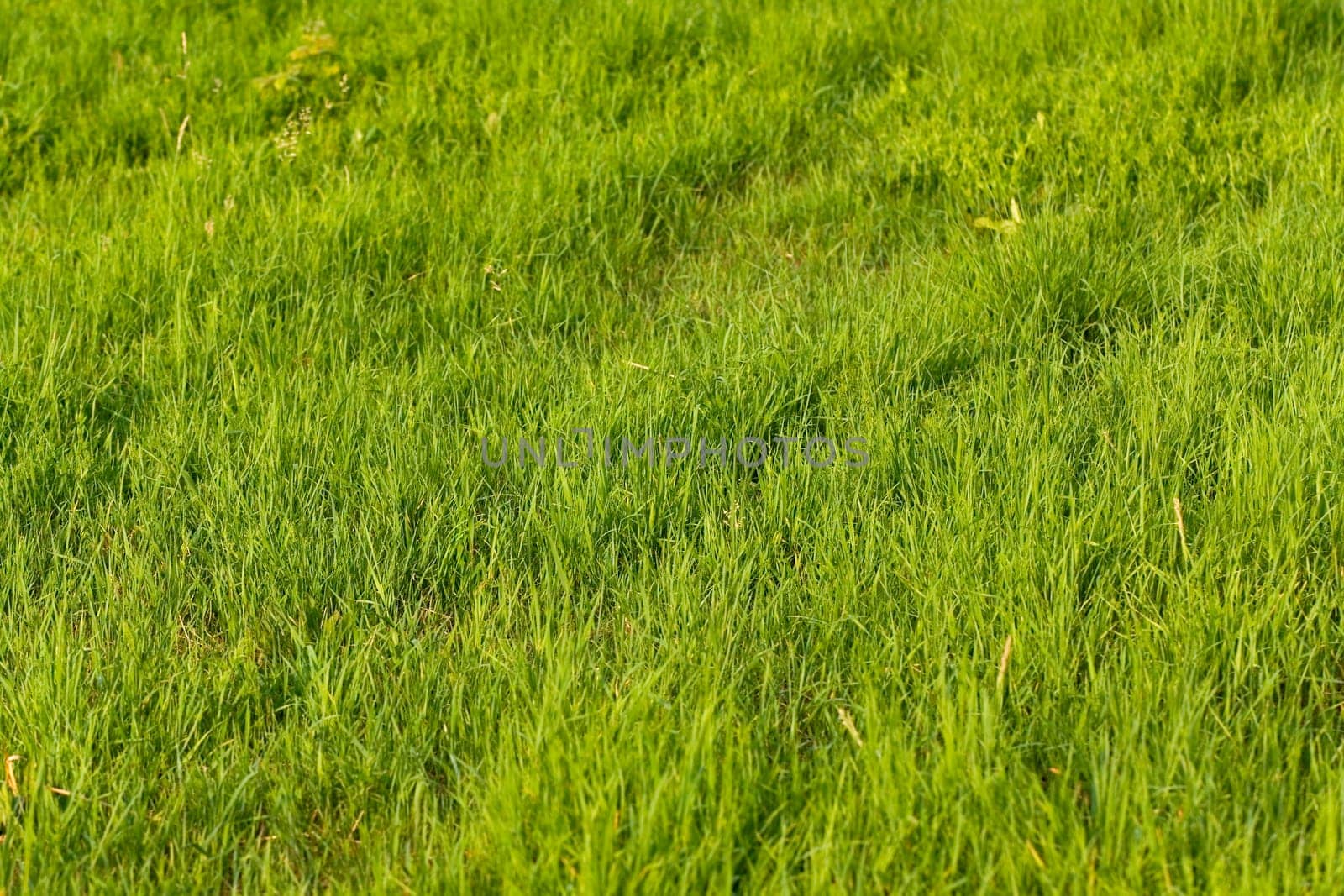 Green Meadow Background
