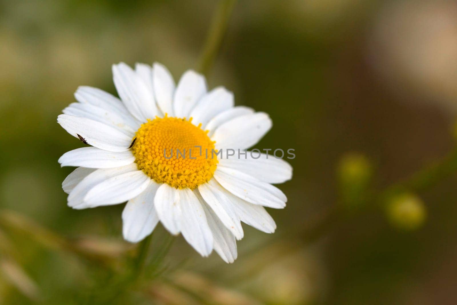 Young daisies in summer,close-up