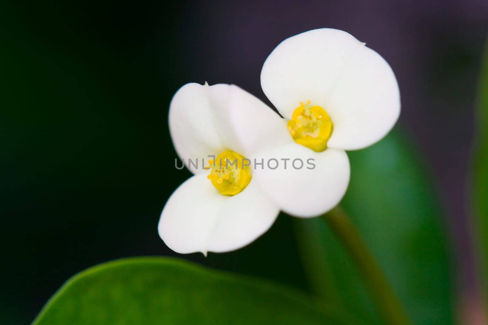 Christ's Thorn,white