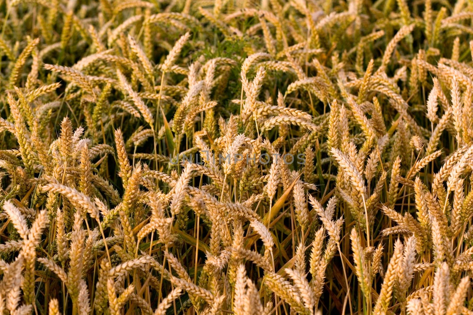 Cereal grain,wheat and ears of corn
