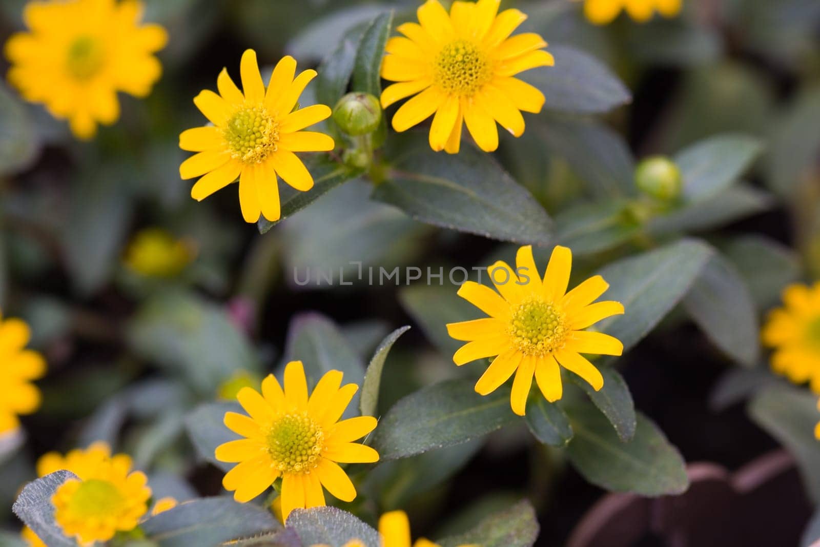 Yellow Marigold