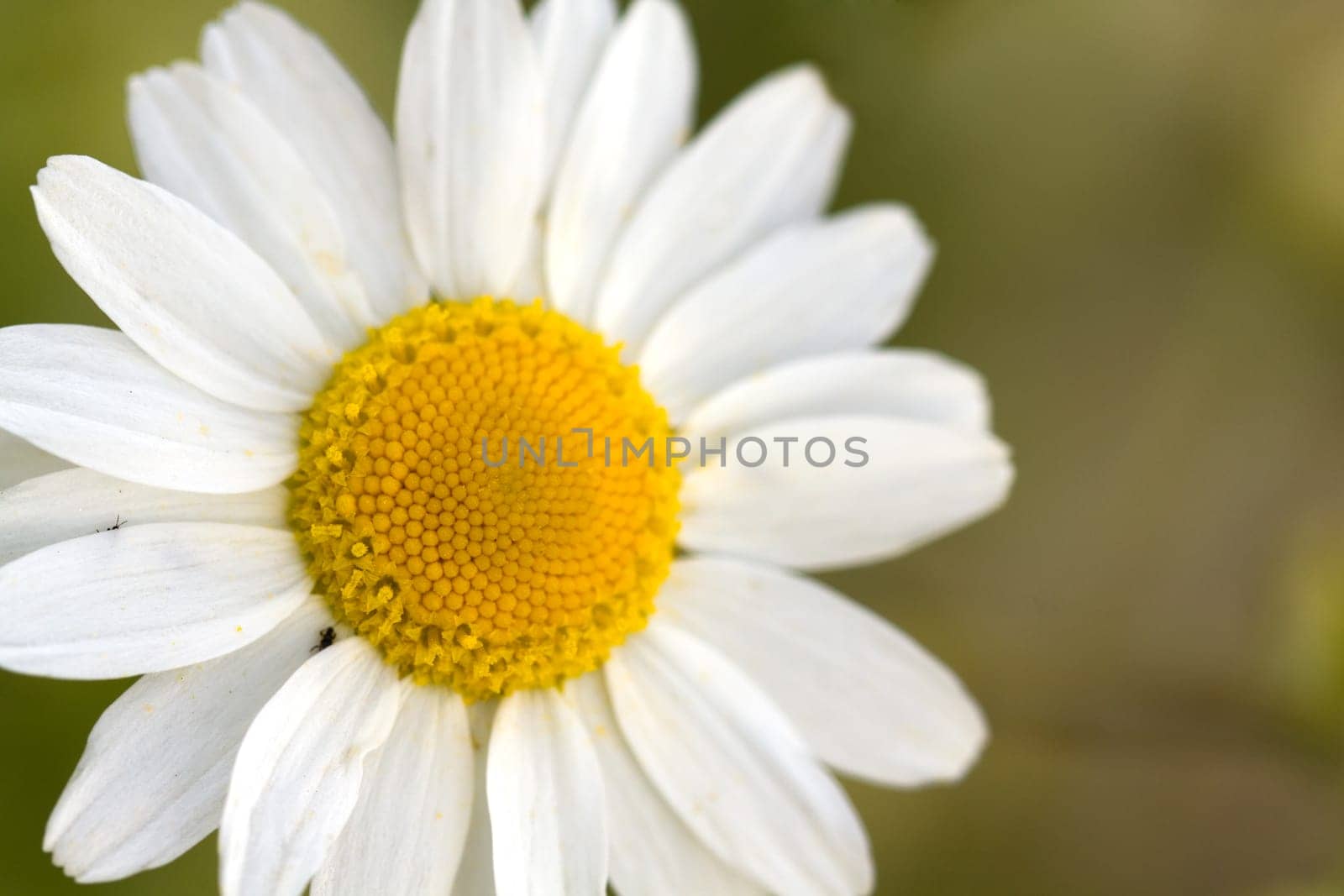Young daisies in summer,close-up