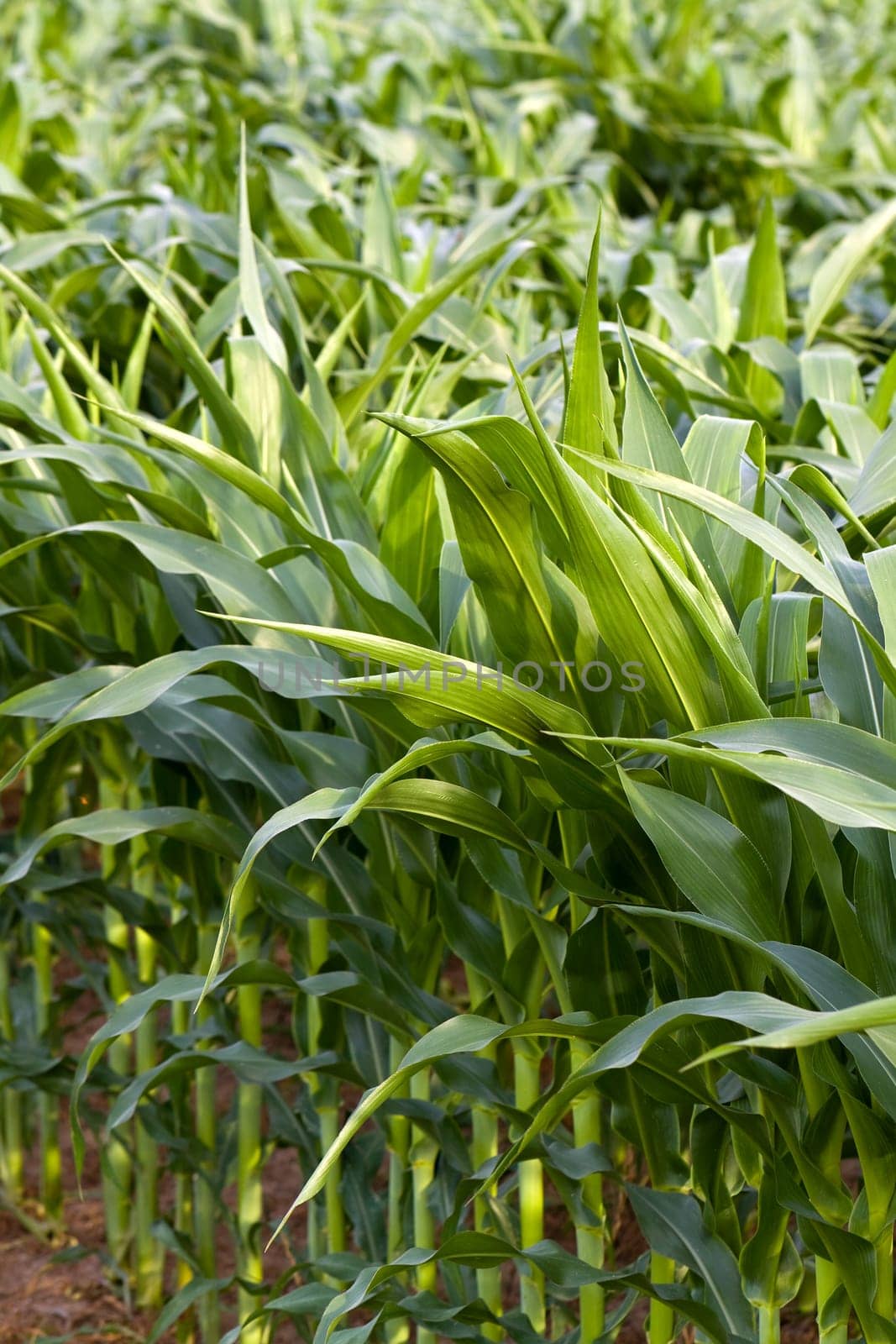 Corn field in summer
