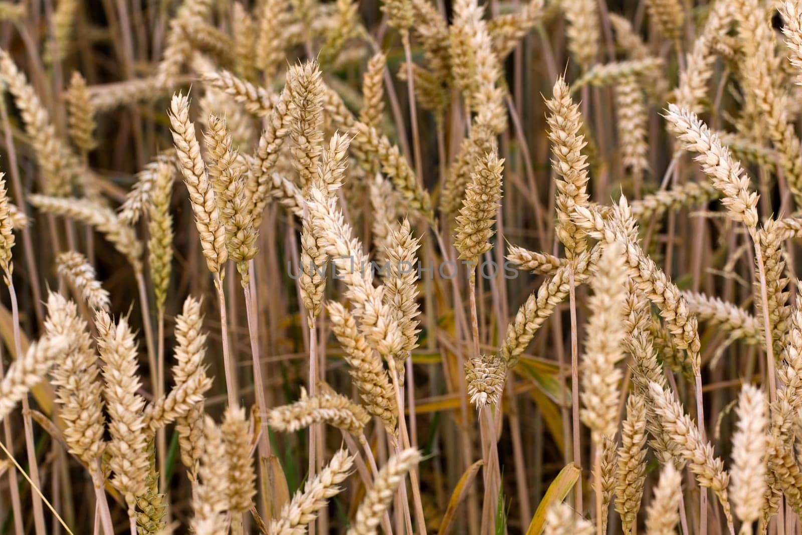 Cereal grain,wheat and ears of corn