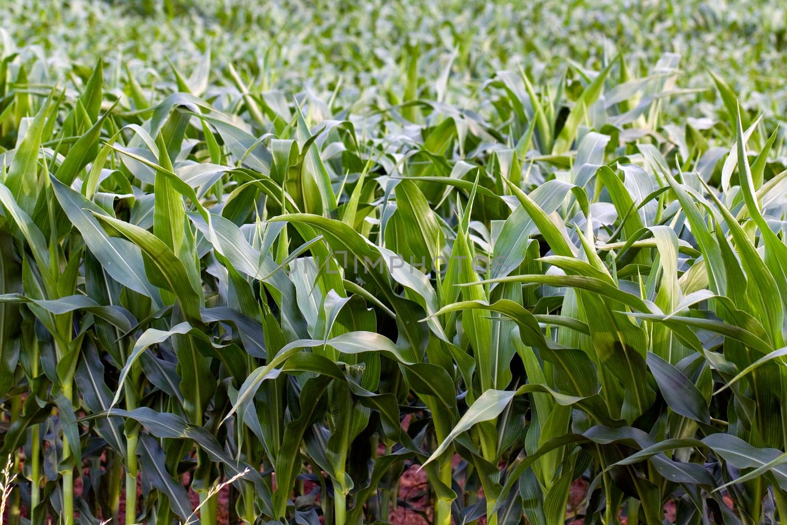 Corn field in summer