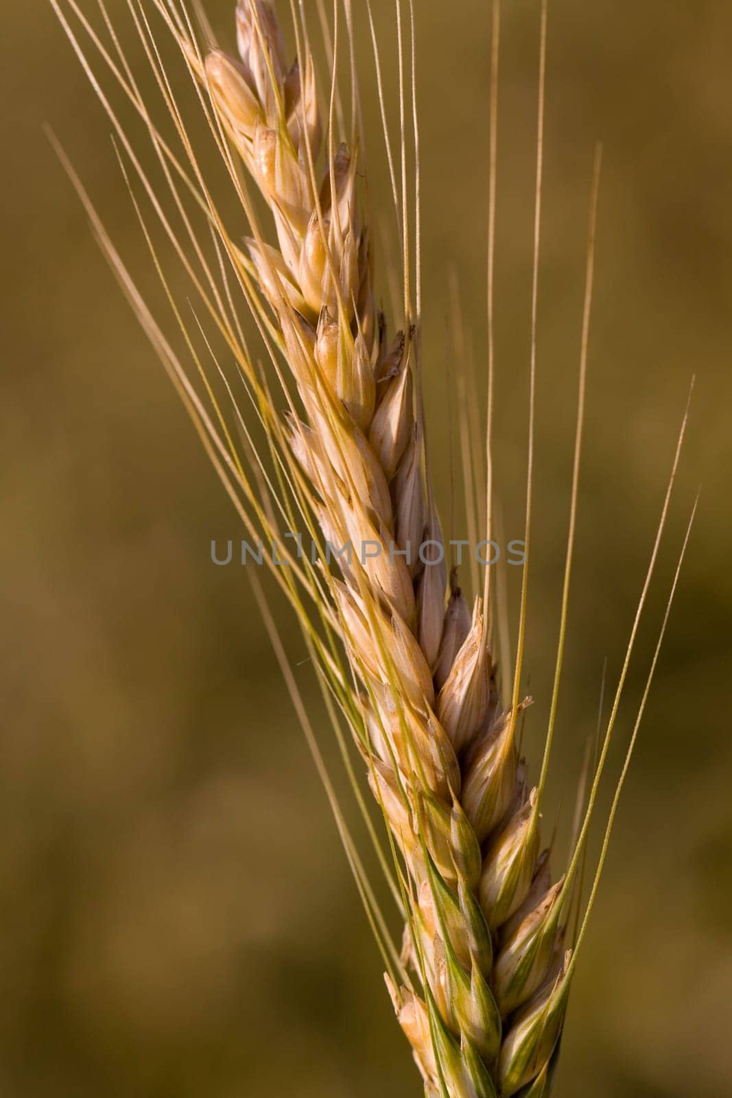 Cereal grain,wheat and ears of corn