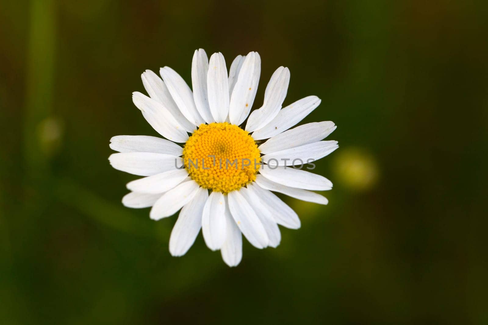 Young daisies in summer,close-up