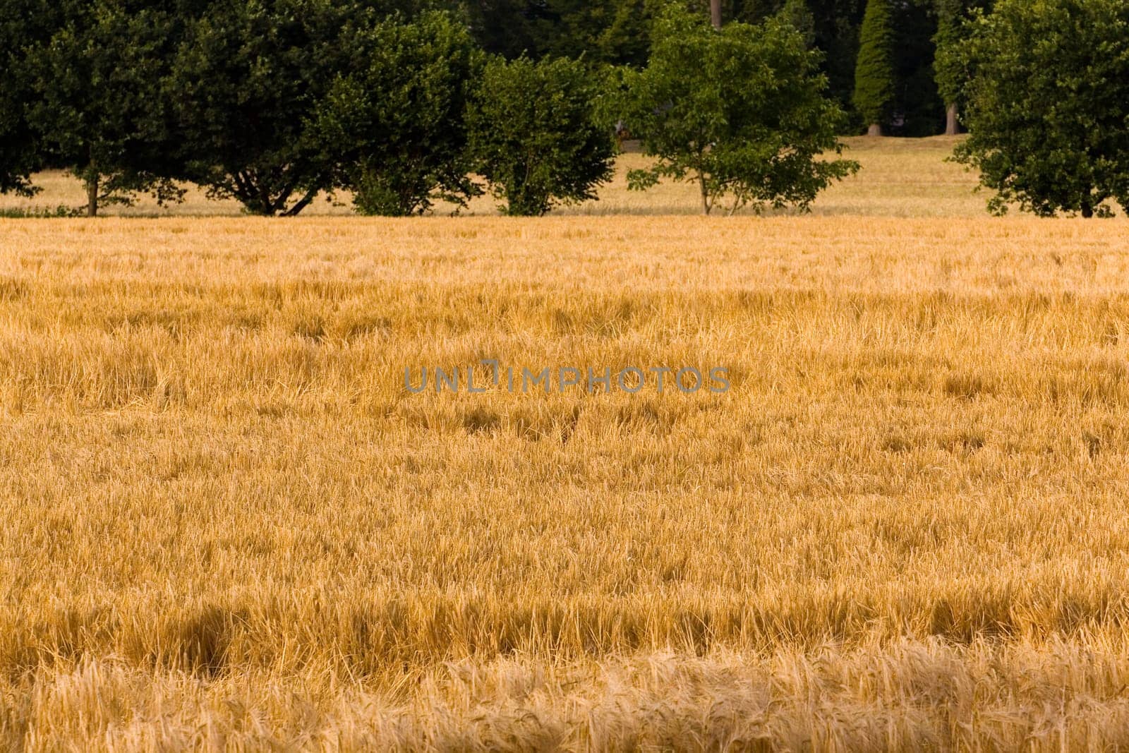 Cereal grain,wheat and ears of corn