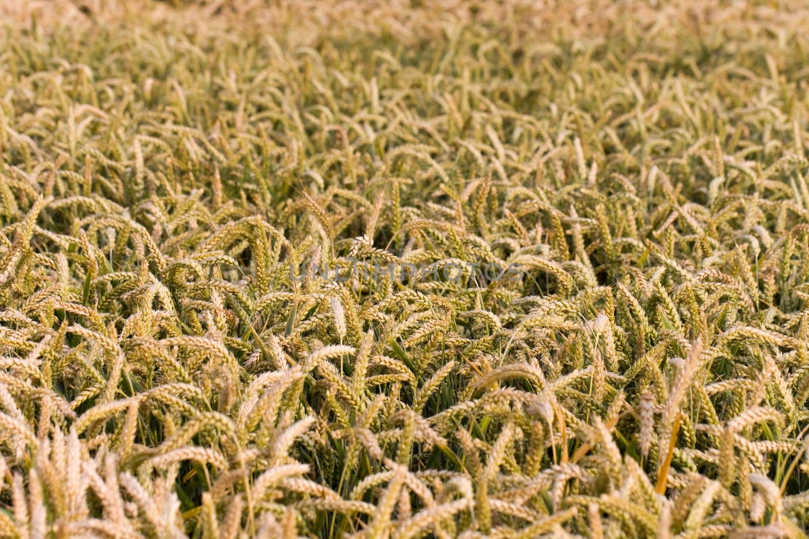 Cereal grain,wheat and ears of corn