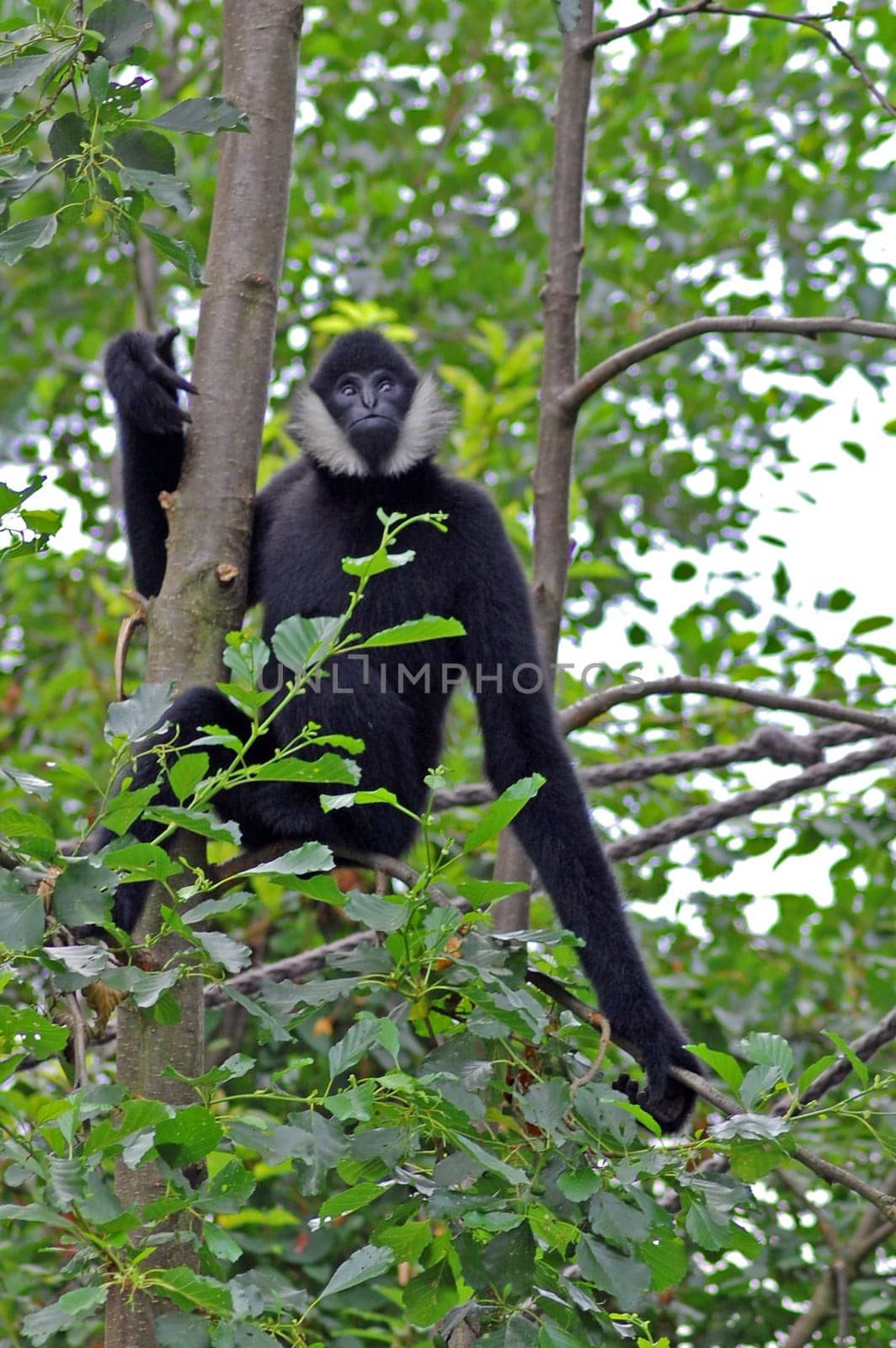 Monkey