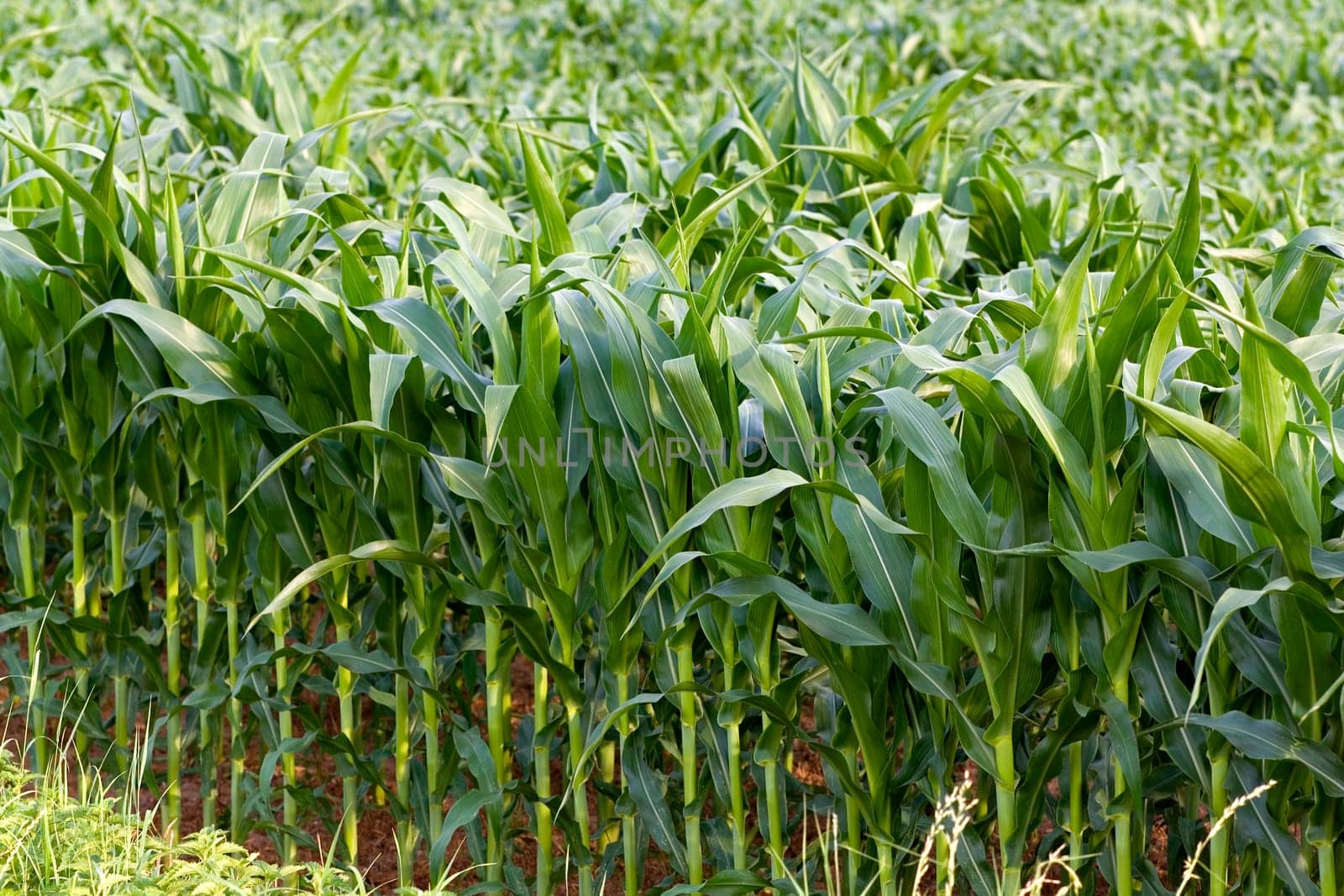 Corn field in summer