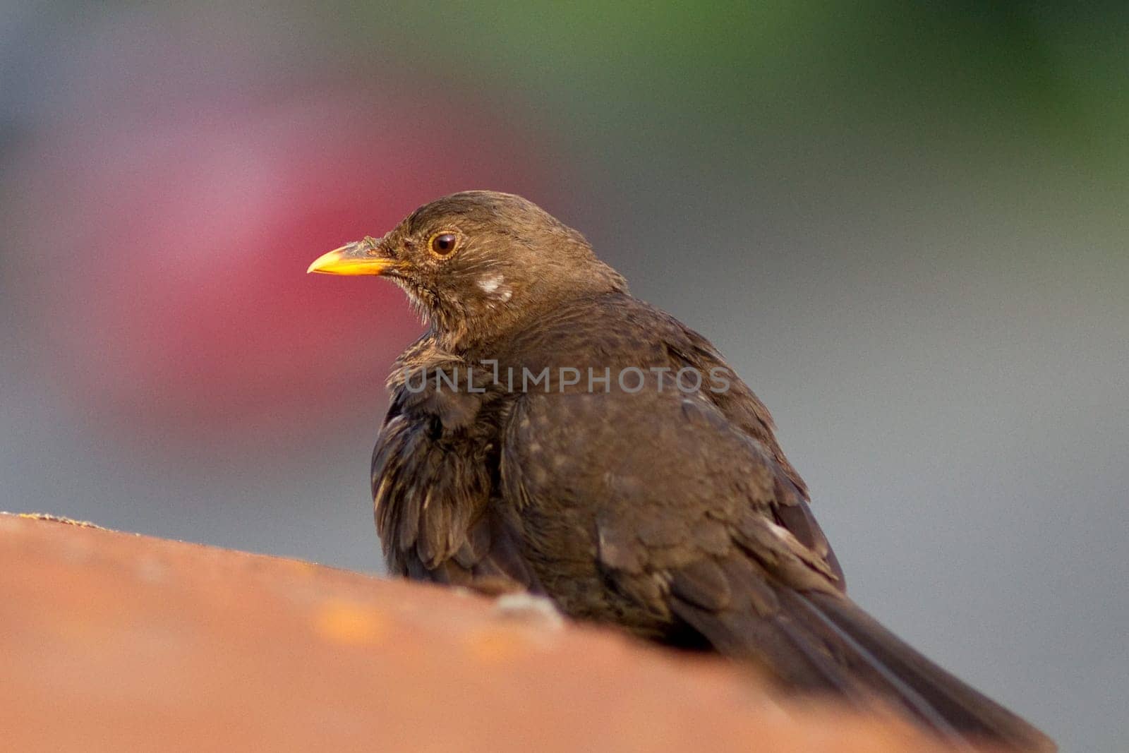 Blackbird on the roof