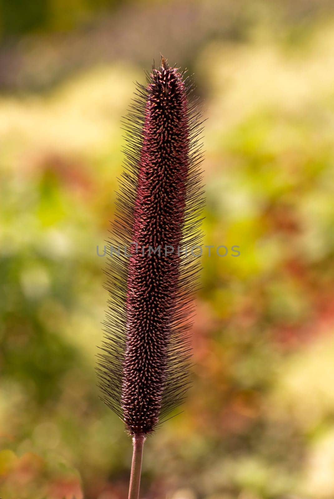 Negro millet
