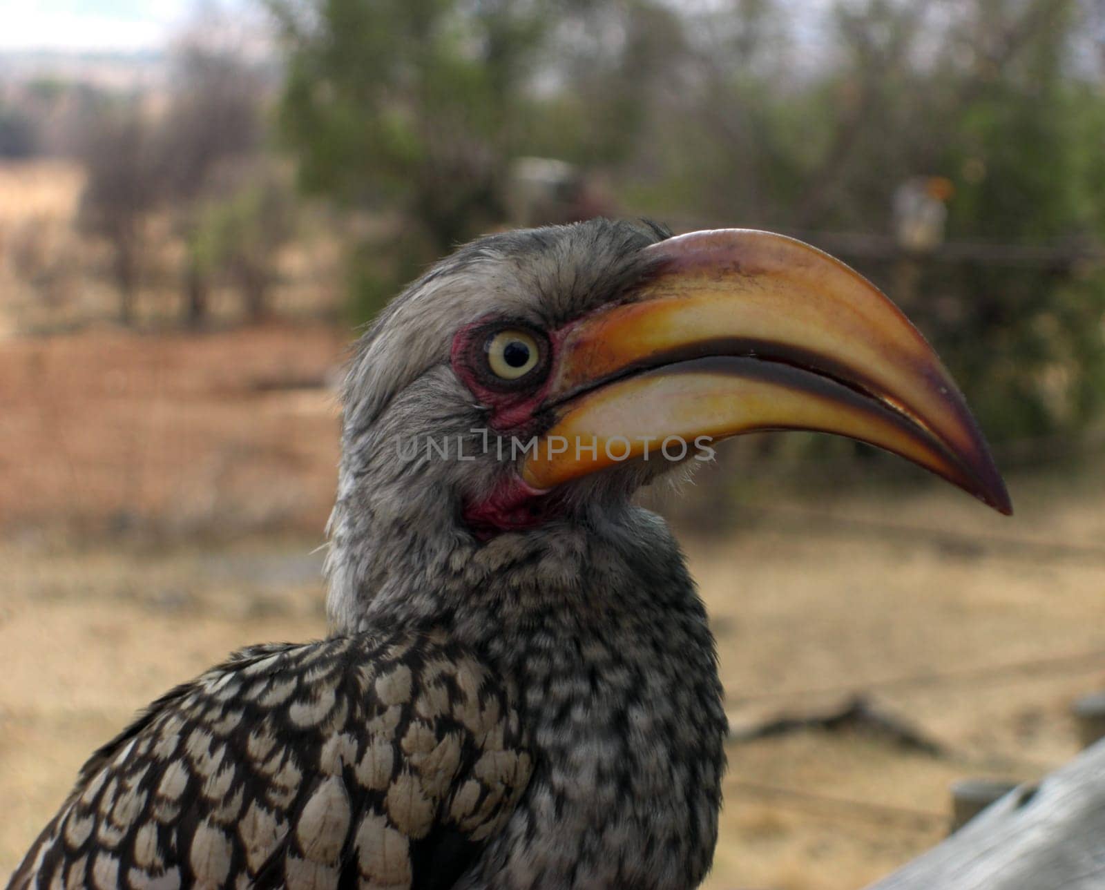 Yellow-billed okko