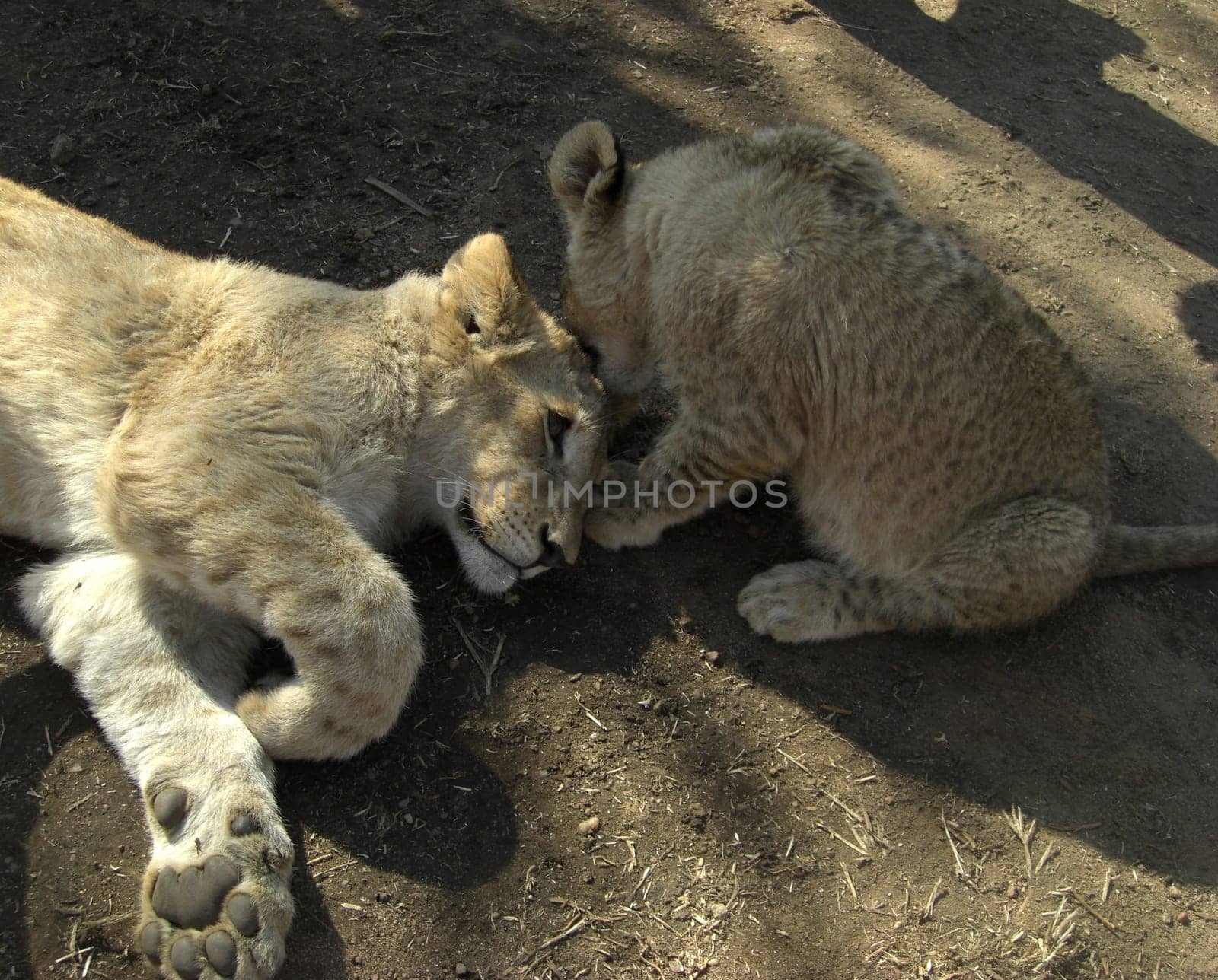 Lion cubs cuddling
