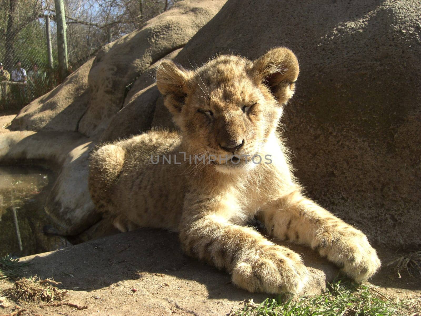 Lion cub