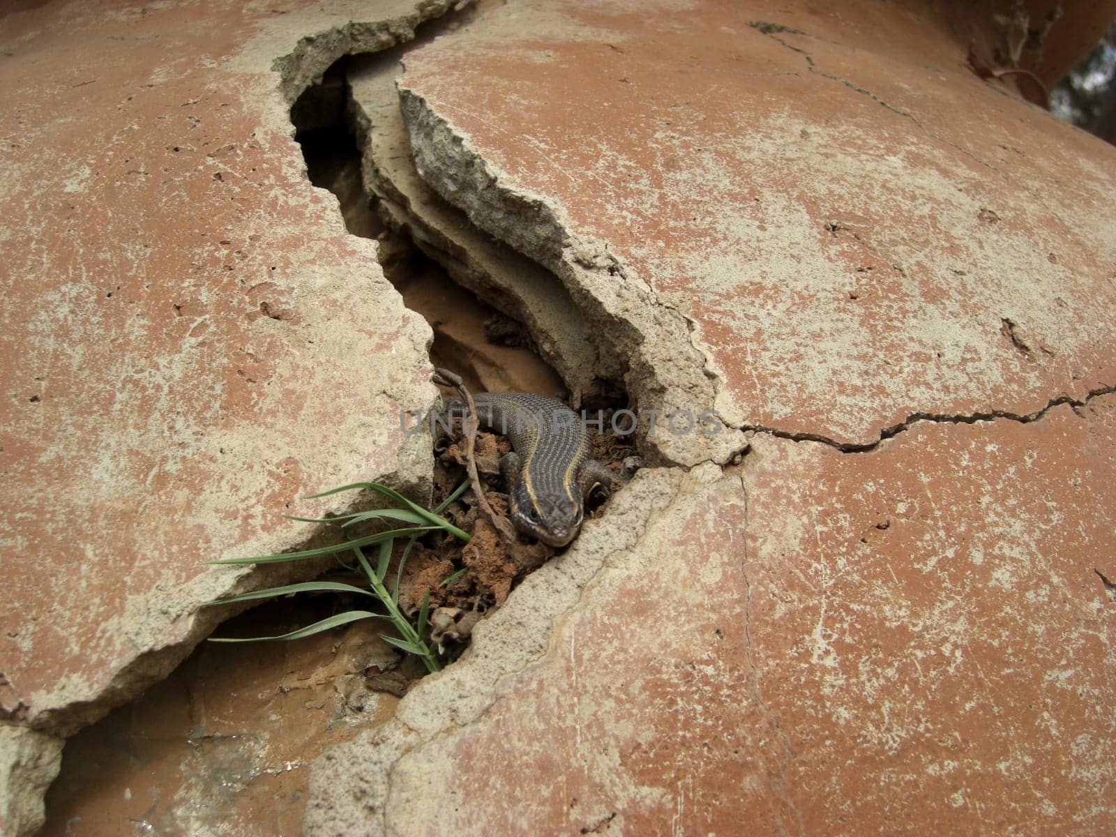Lizard Hideout