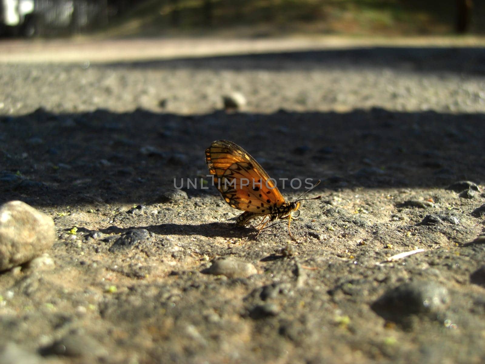 Butterfly in South Africa