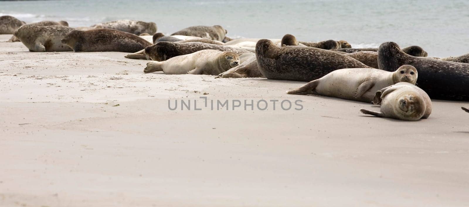 Seal family