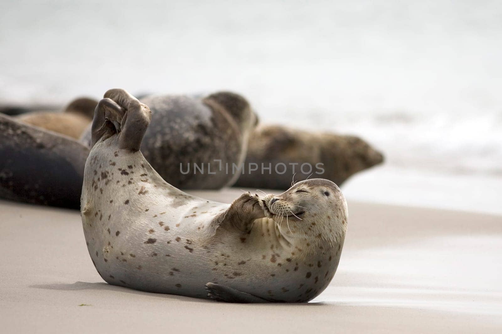 Heligoland seal
