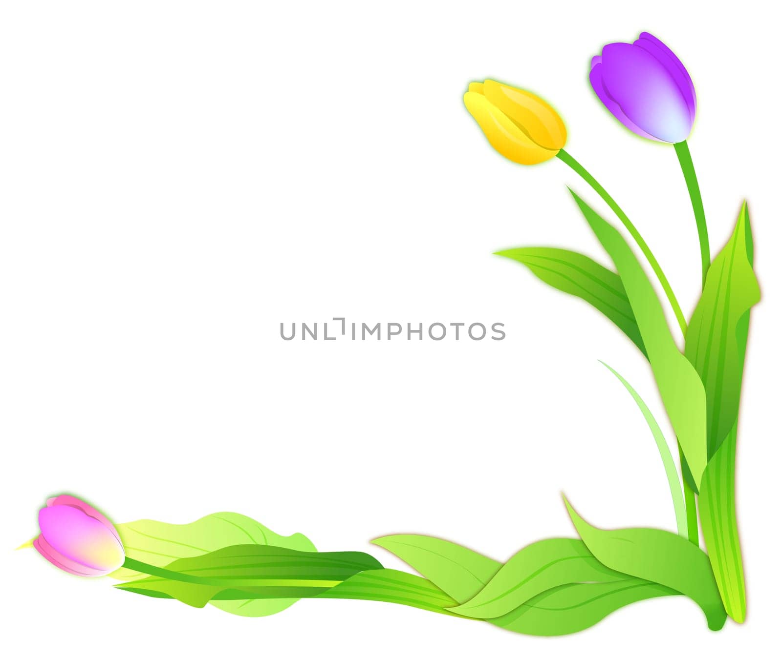 tulip flower