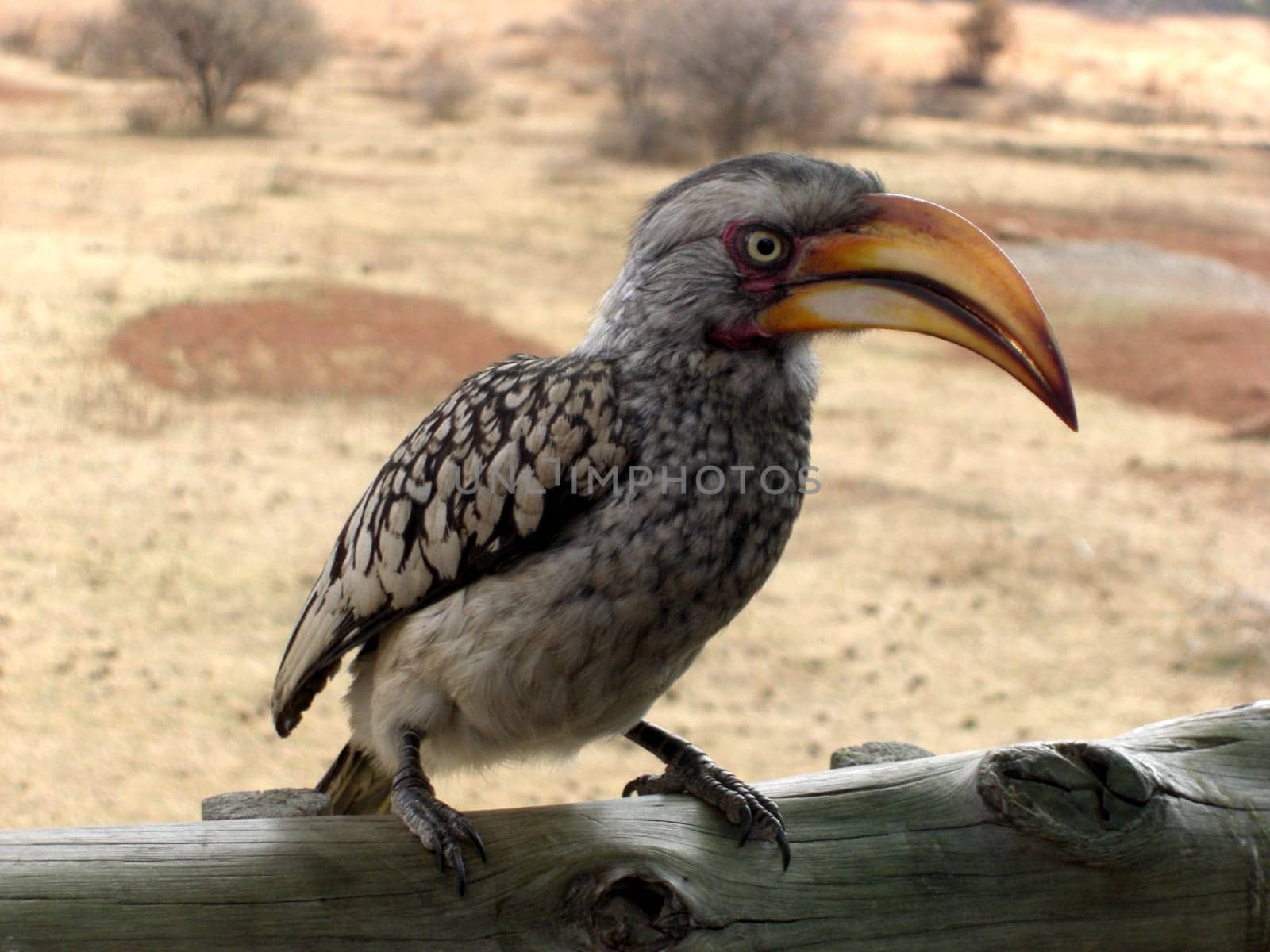 Yellow-billed okko