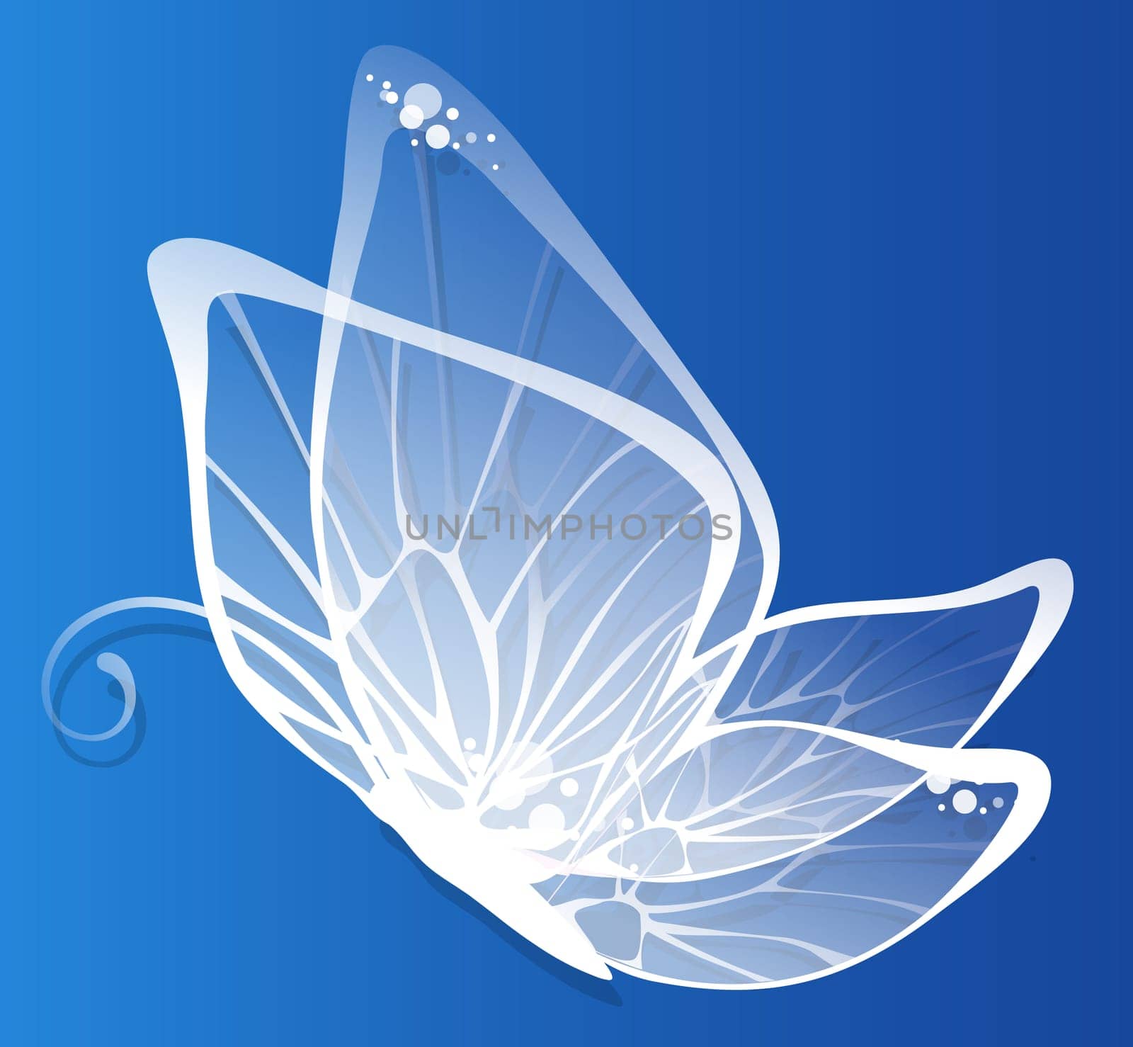 butterfly