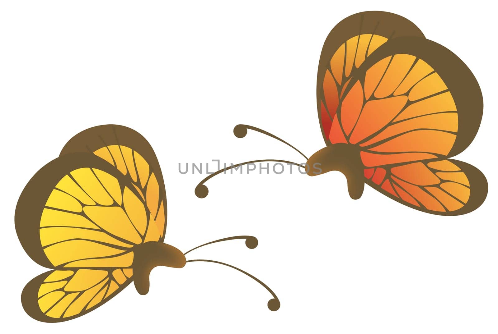 butterfly