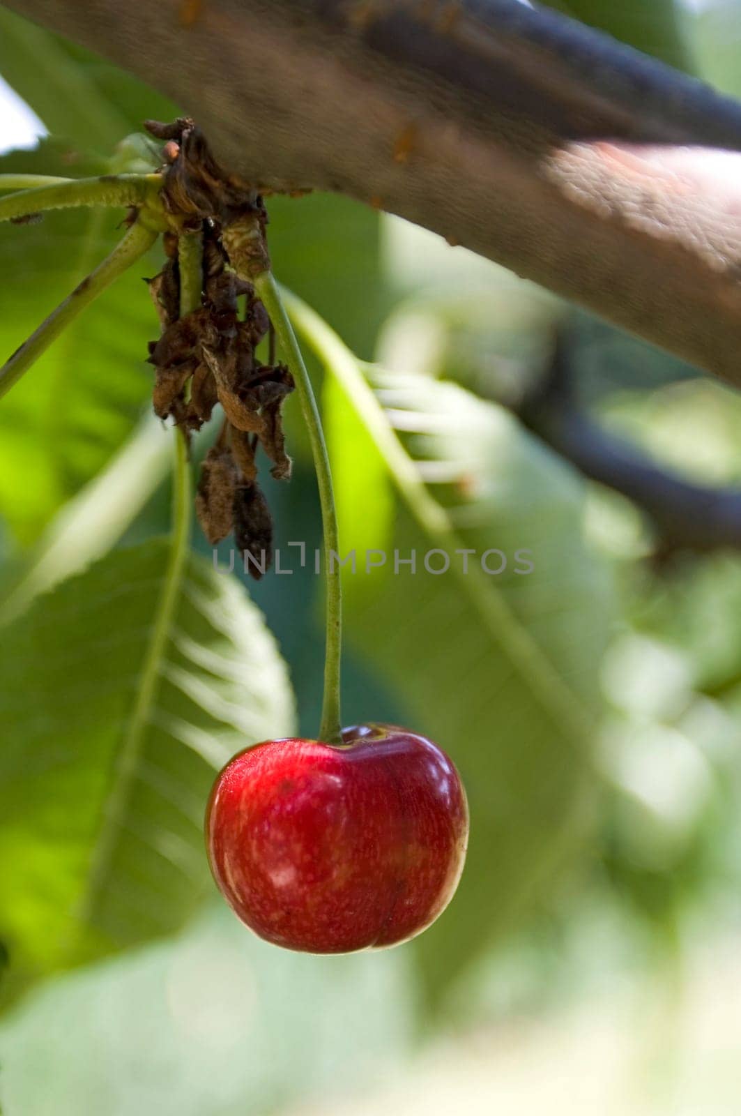 Cherry