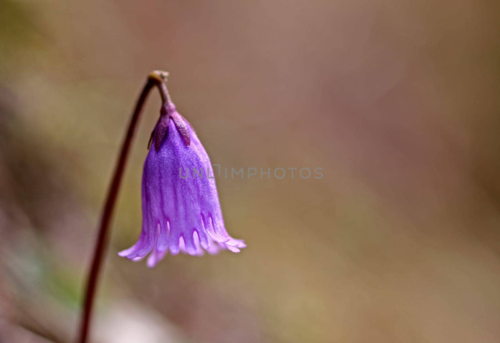 The alpine bluebell is also called alpine bell,ice bell or alpine tassel flower.