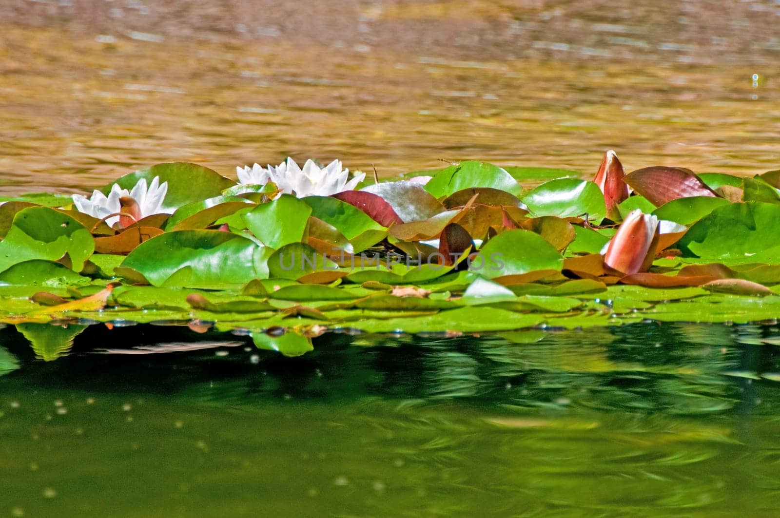 Water lilies