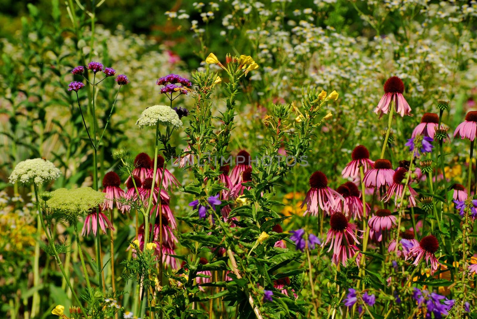 Summer flowers in the garden