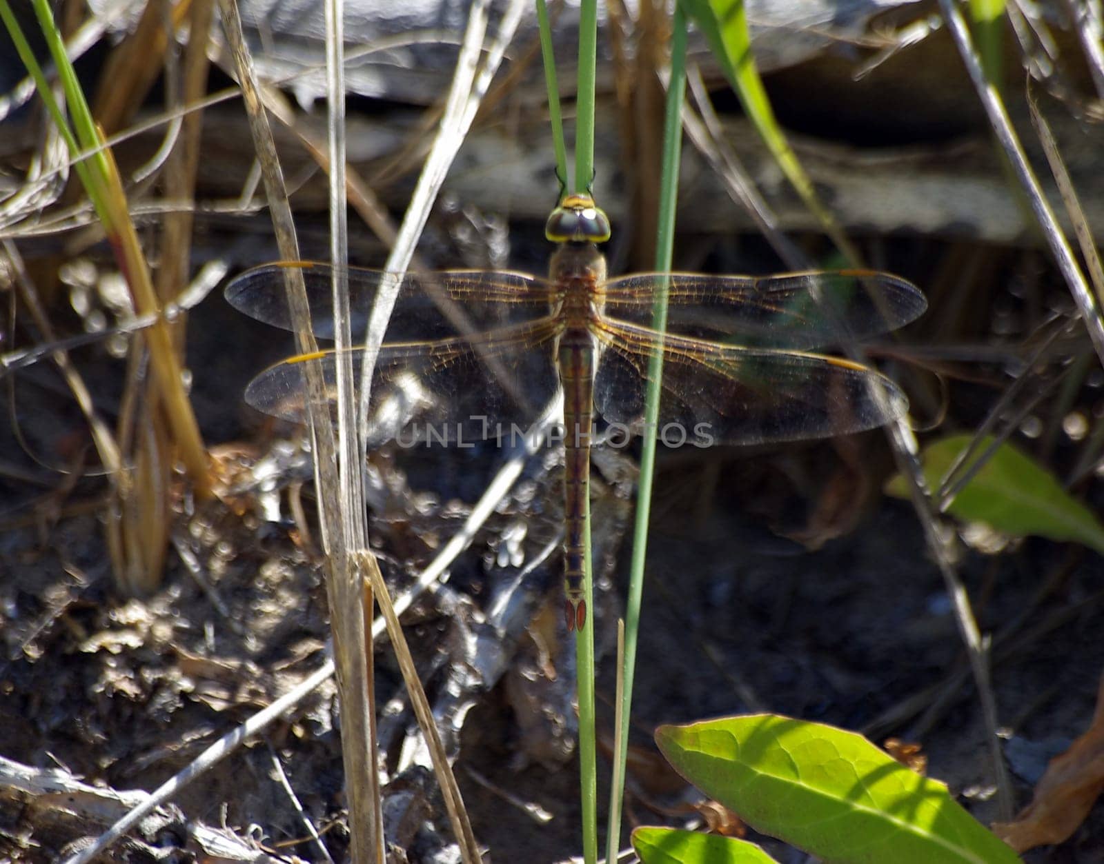 Dragonfly