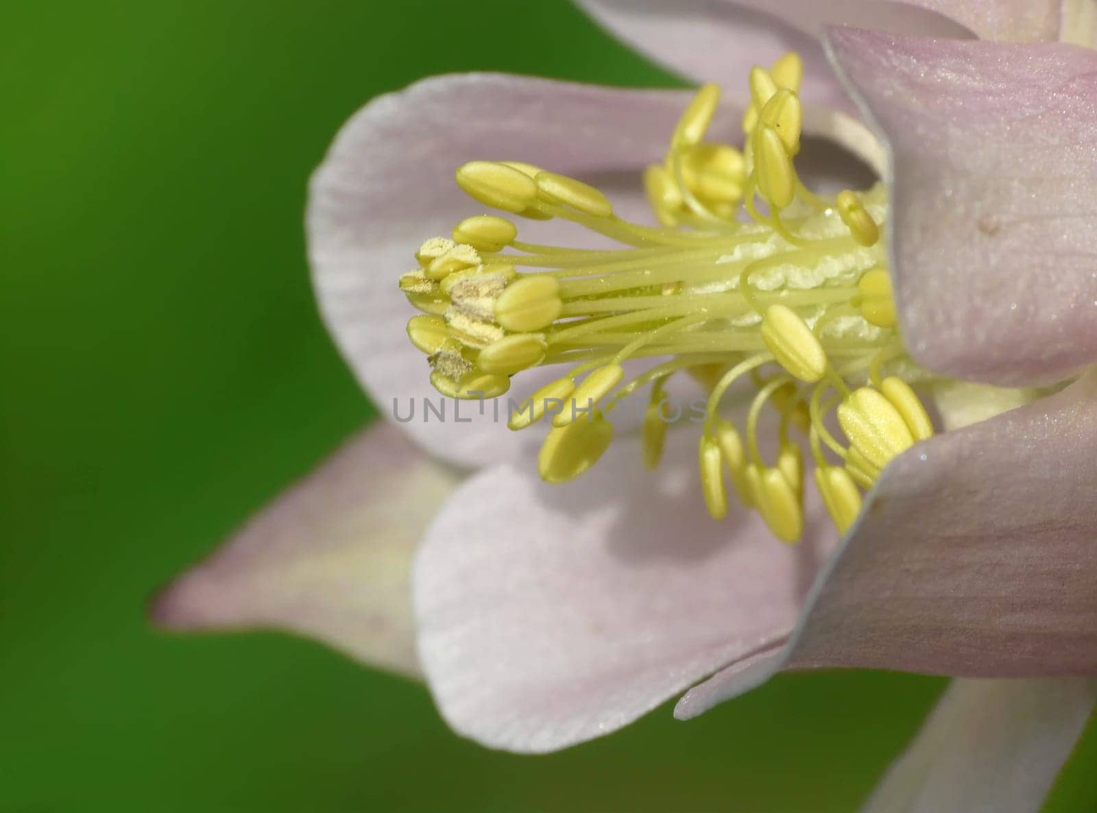columbine,Aquilegia vulgaris