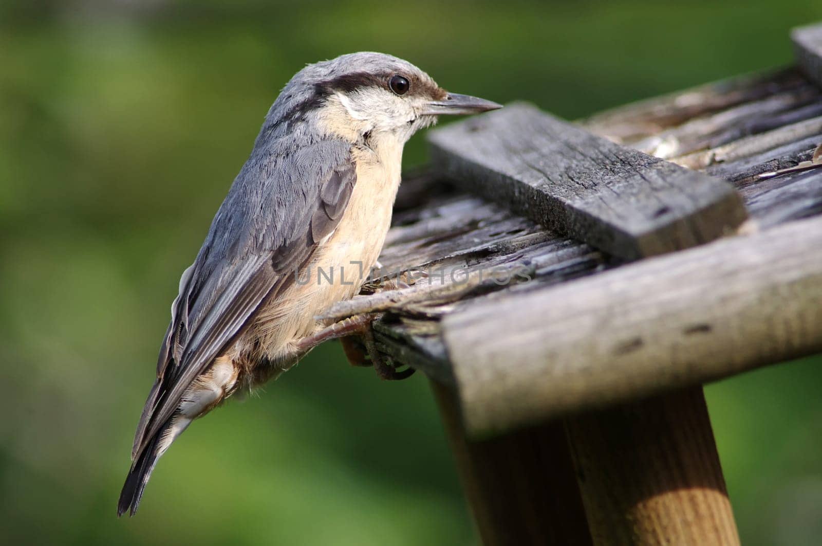Nuthatch,Sitta europaea