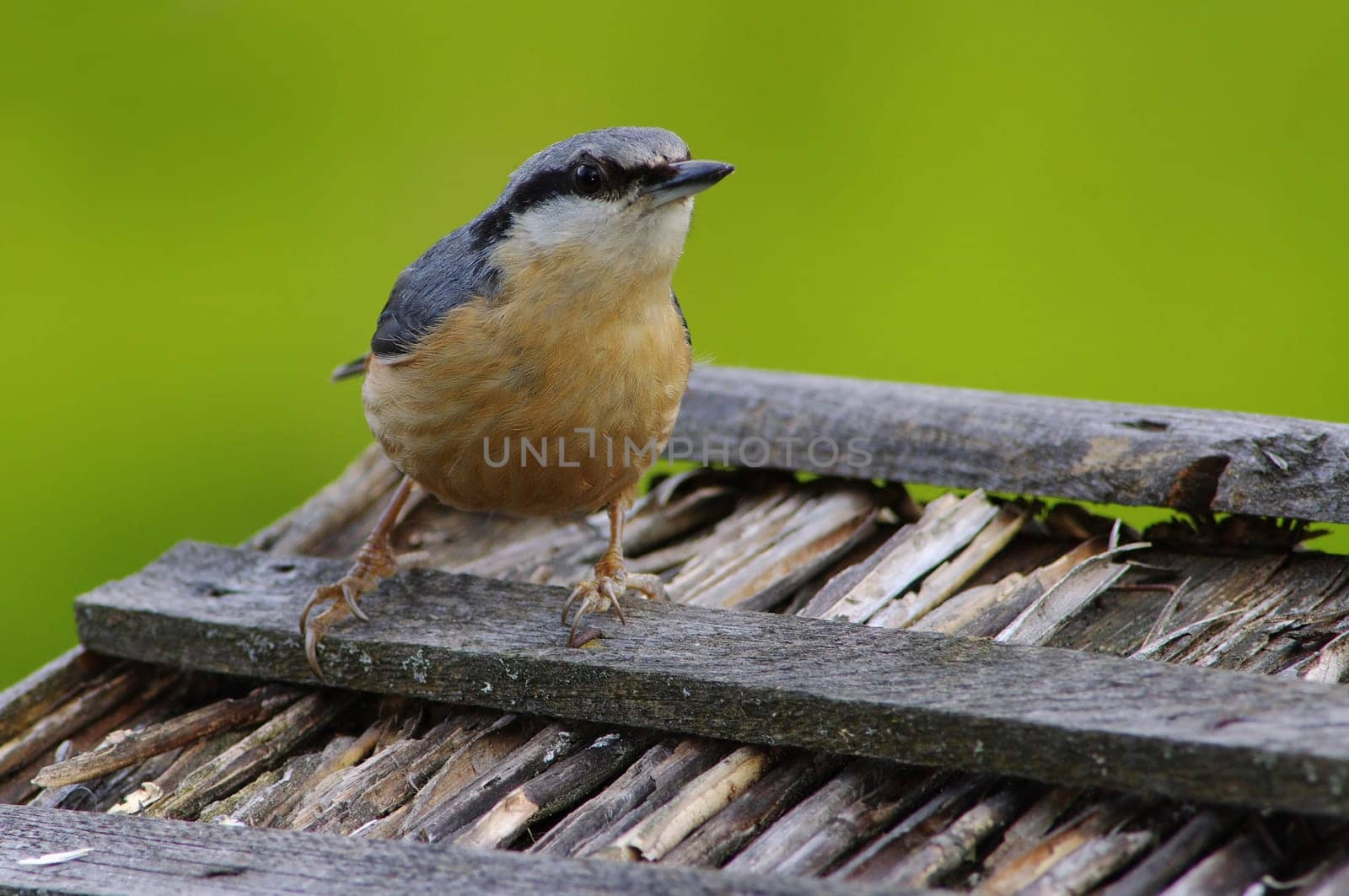 Nuthatch,Sitta europaea
