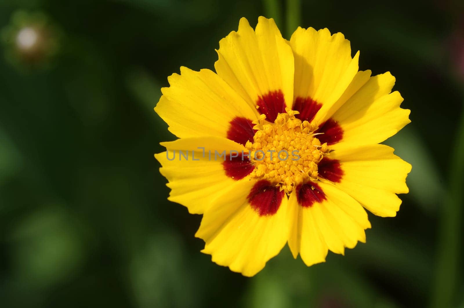 Girl's Eyes,Coreopsis