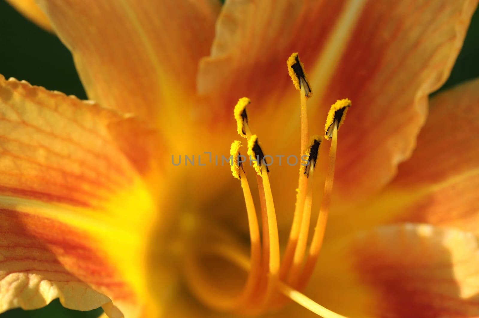 daylily,Hemerocallis