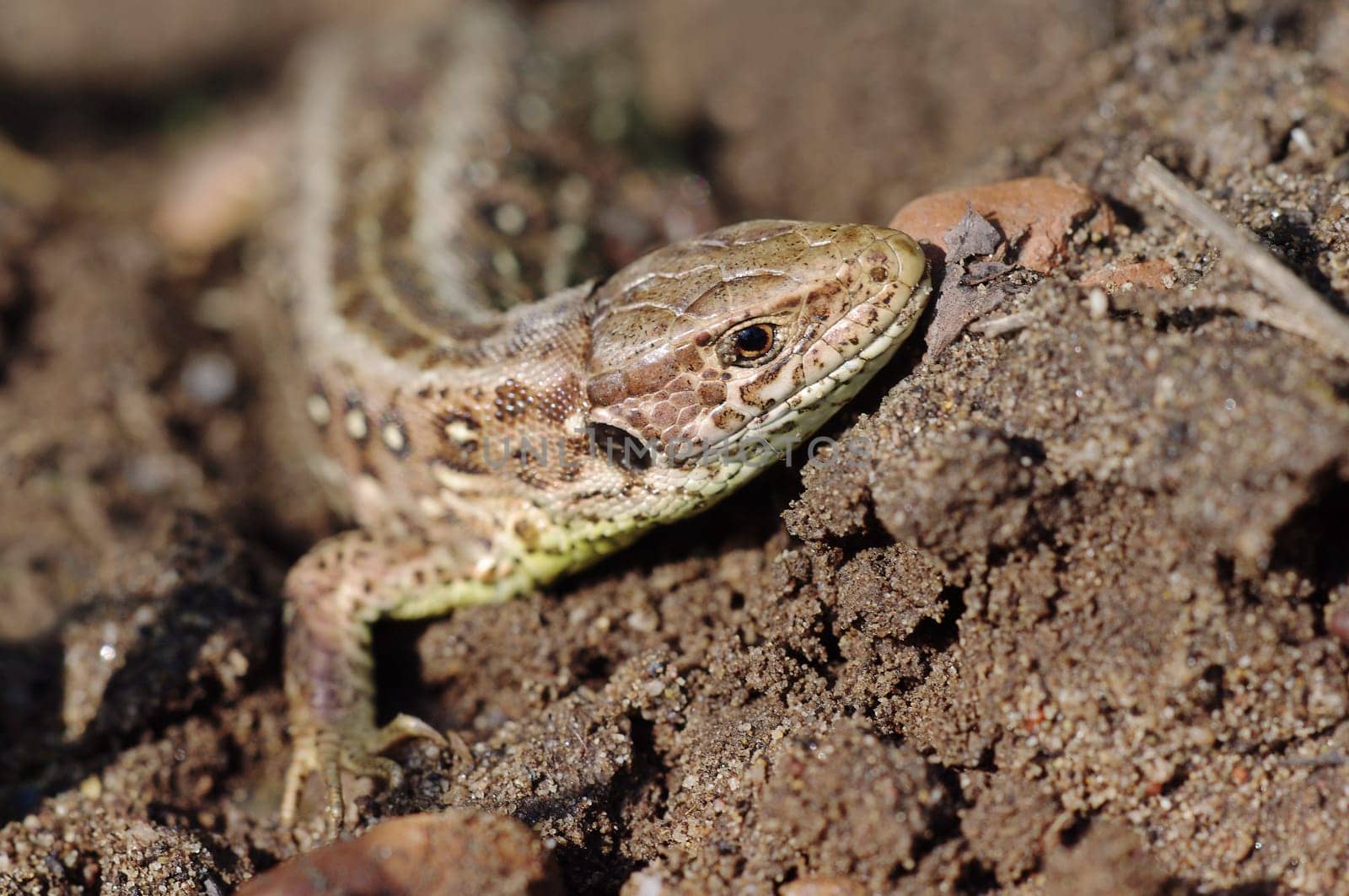 Wall lizard