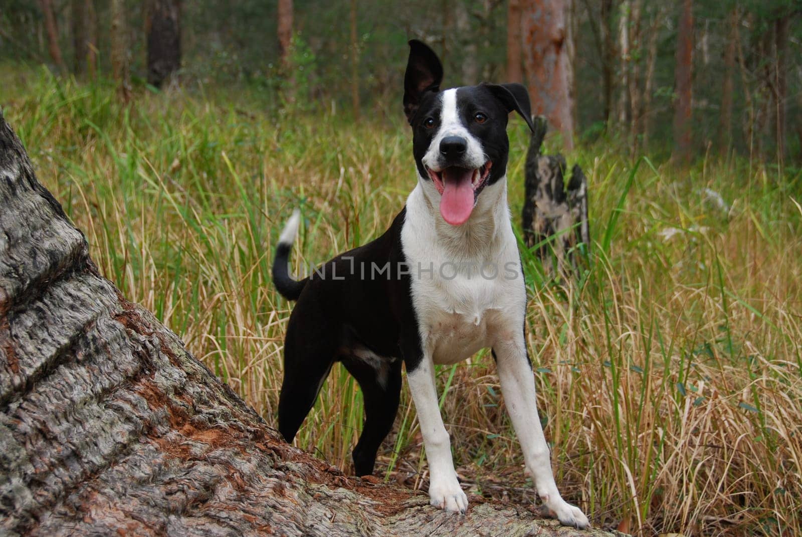 Oscar on the tree trunk