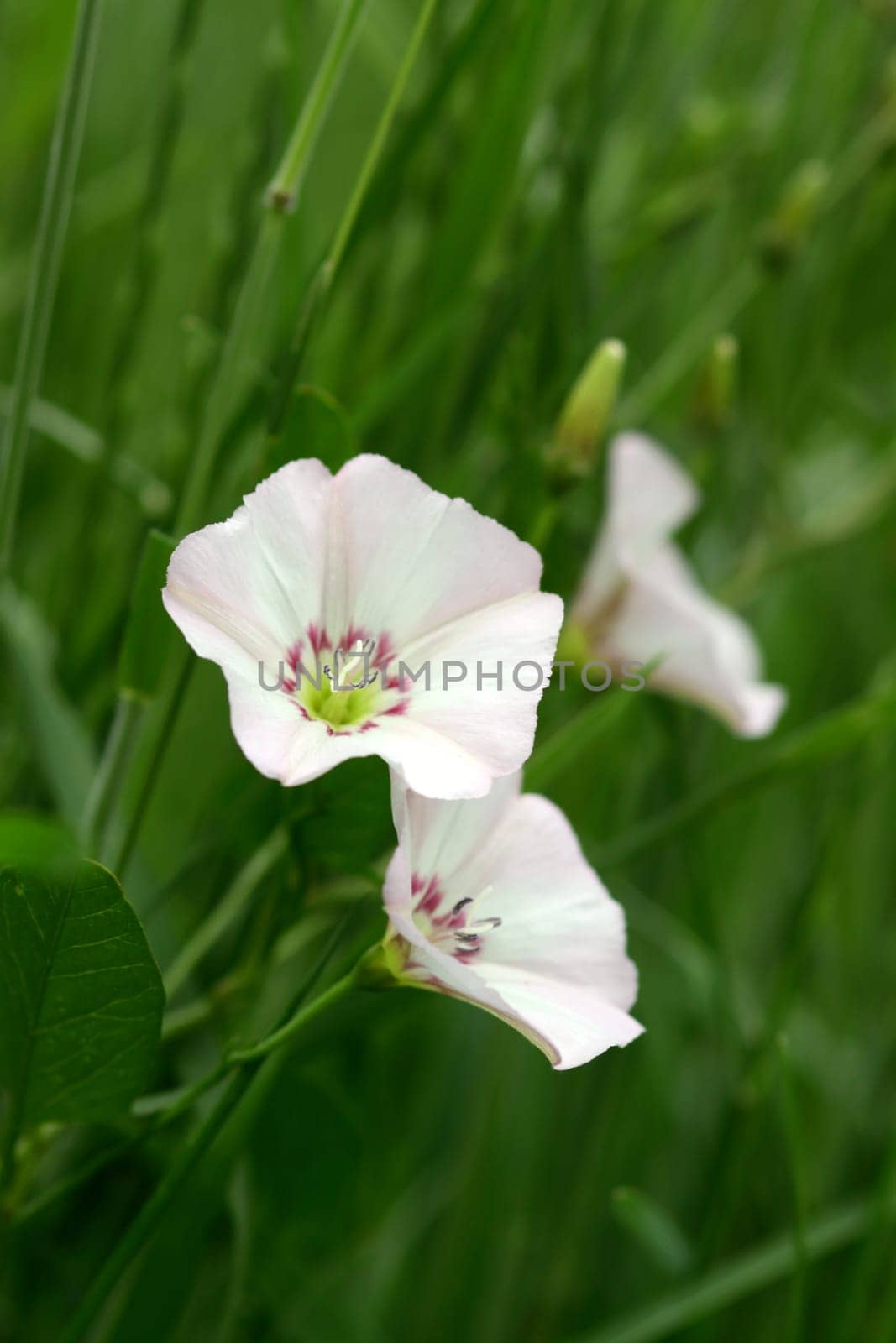 dtsch.: bindweed French: Liseron des Champs Italian: vilucchio comune Field Bindweed poln. Powój polny