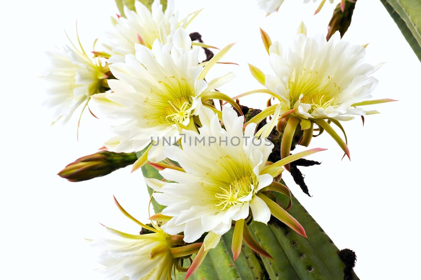 Close up of cactus flowers Trichocereus scopulicolus