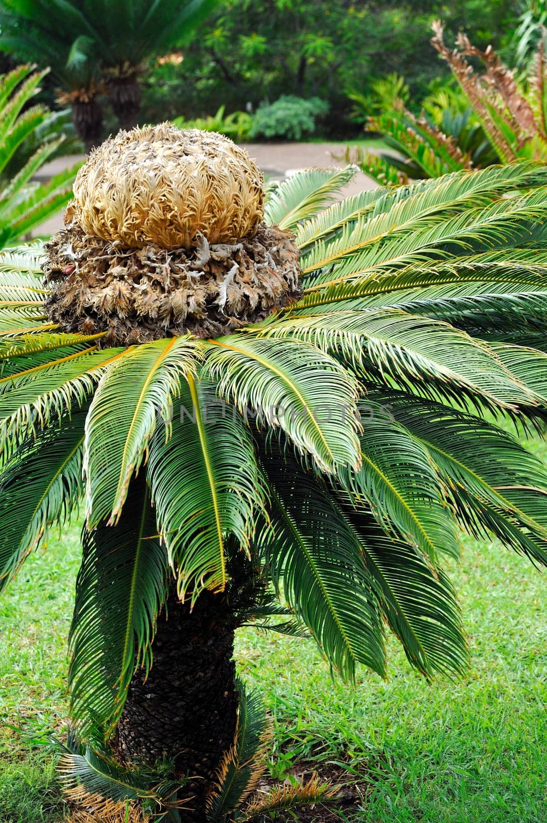 Cycas revoluta (sago cycad) botanical garden Funchal, Madeira