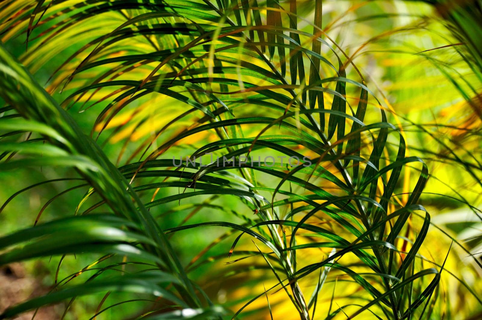 Palm tree leaves Neodypsis - abstract background
