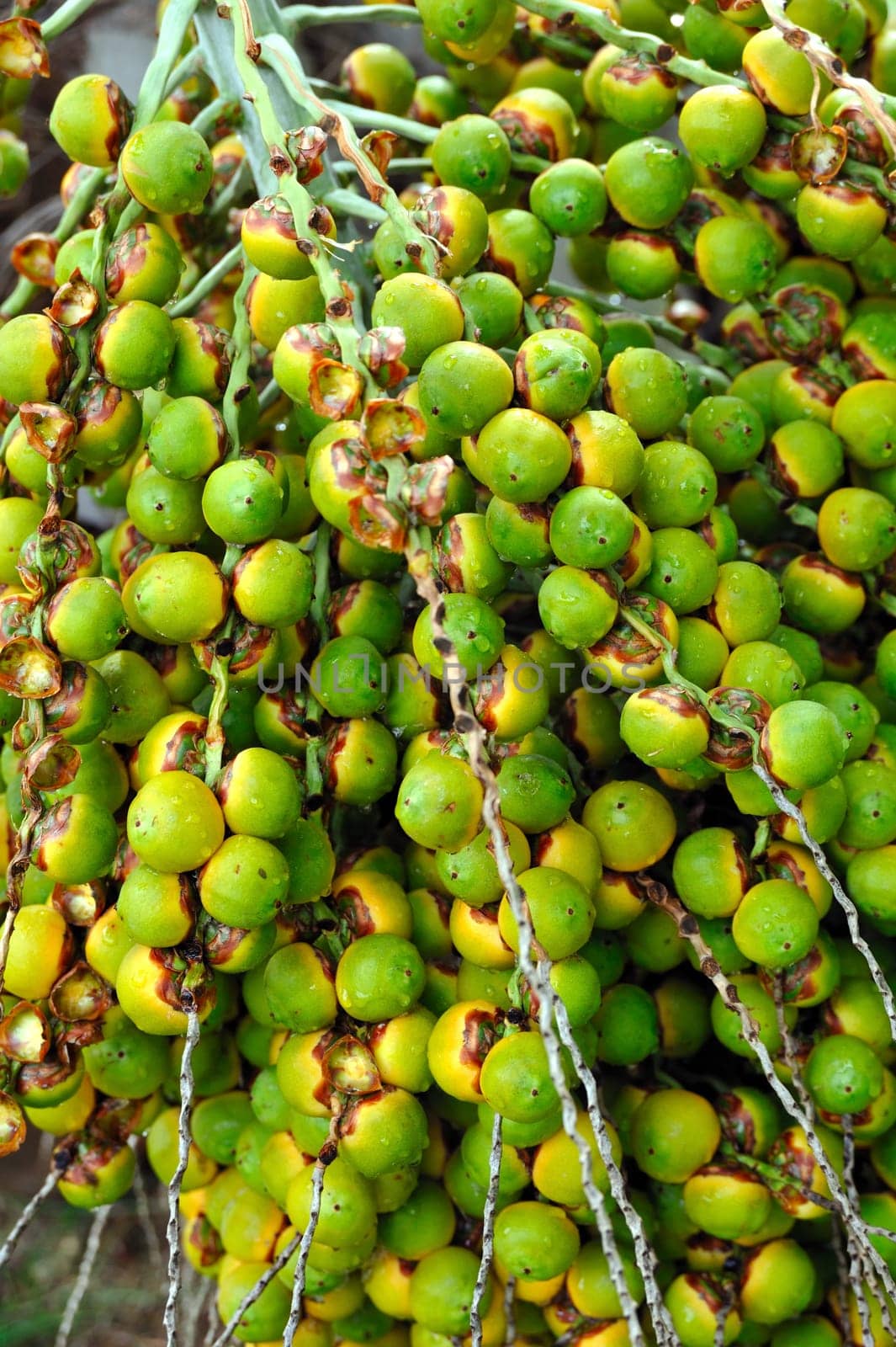 Palm tree fruit - Neodypsis botanical garden Funchal, Madeira