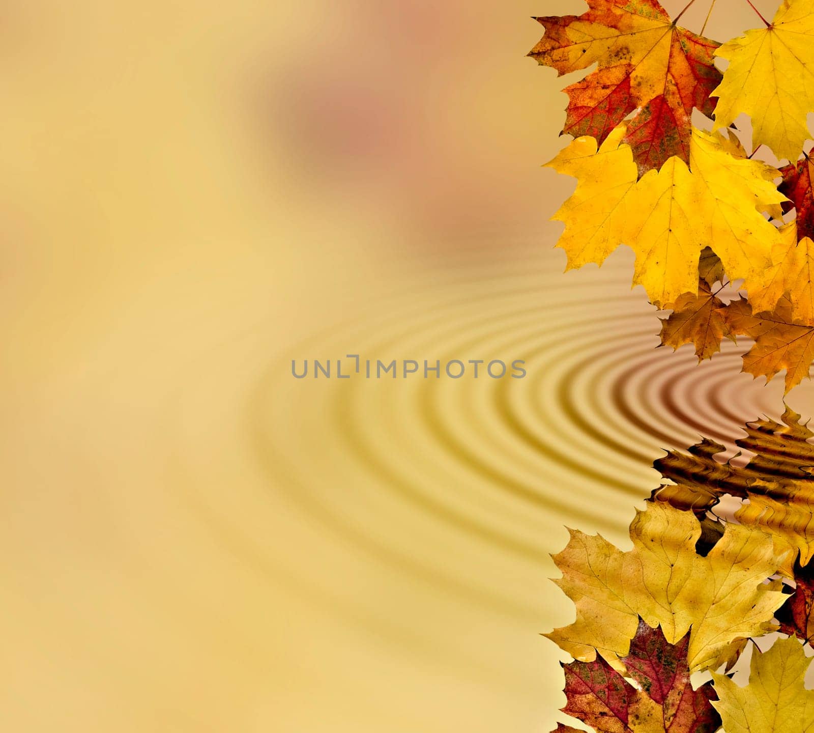 Autumn leaves