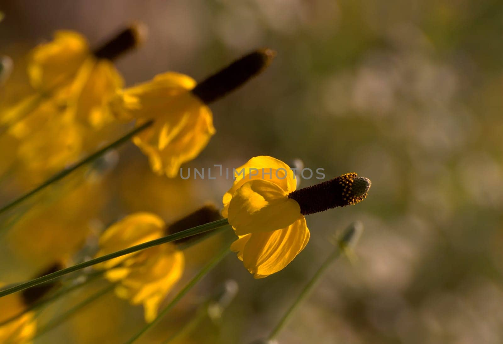 Summer flowers