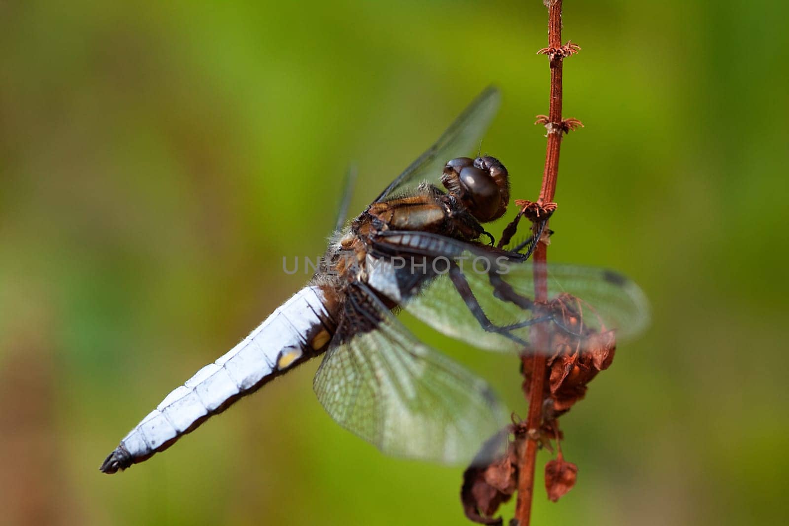 Flat-bellied dragonfly